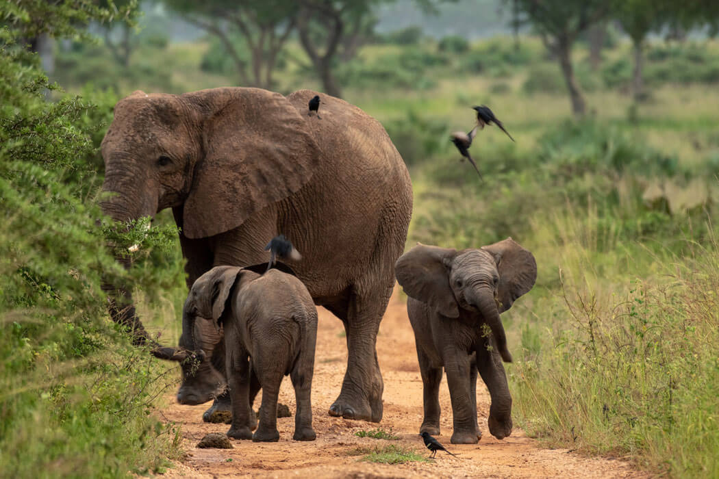 elephants