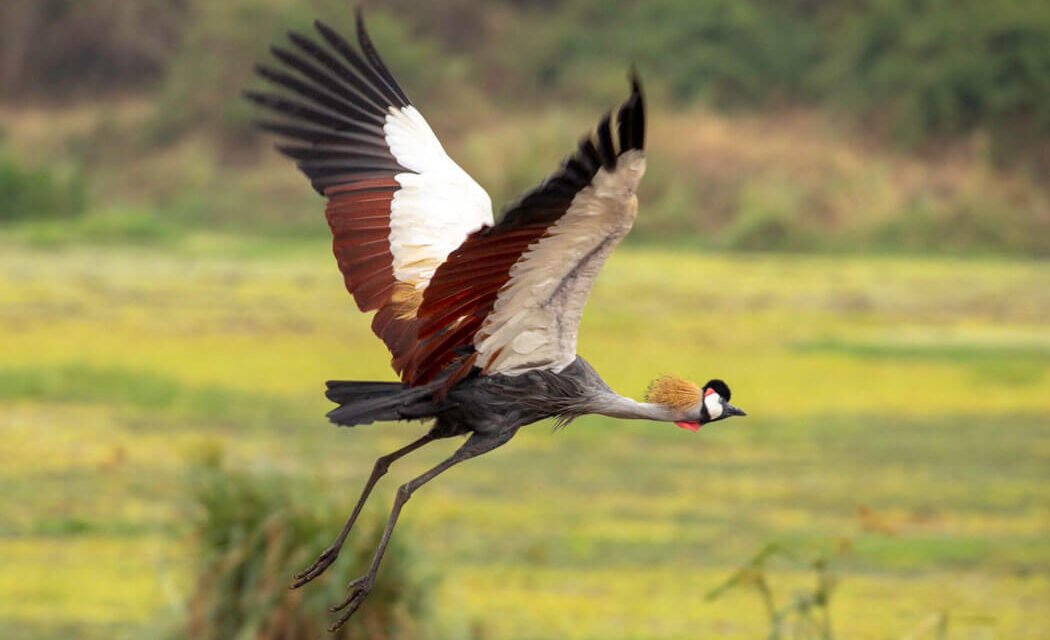 Importance of domestic tourism in Uganda. 25+ Places that are easy to visit