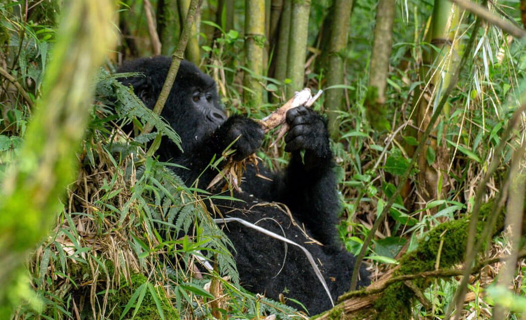 GORILLA TREKKING PERMITS IN UGANDA. EVERYTHING ABOUT GORILLA PERMITS