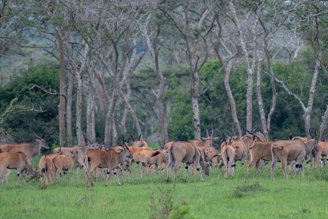 mburo elands