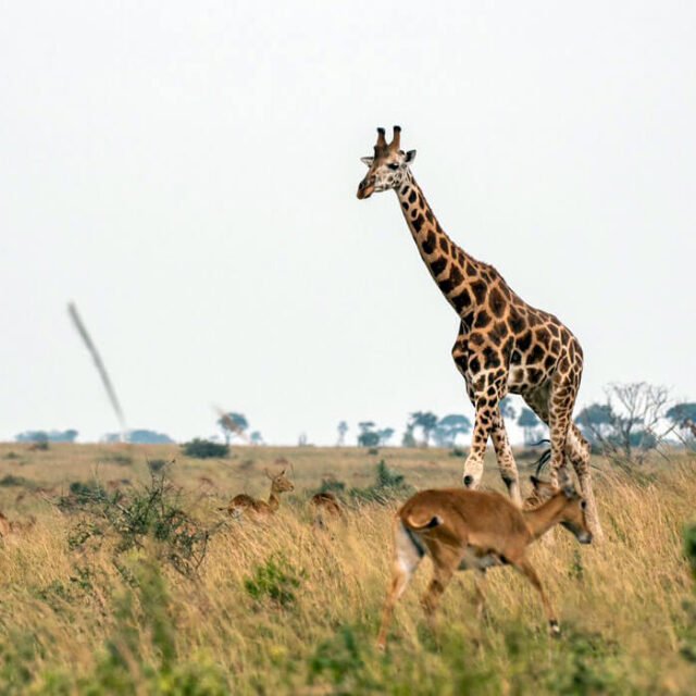 murch-giraffe murch-giraffe