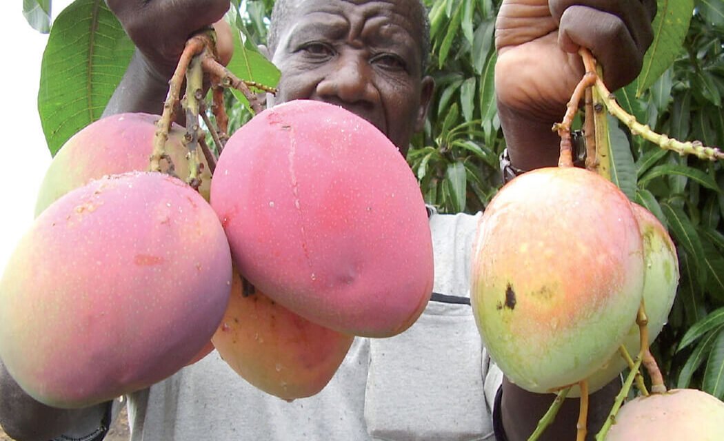Uganda Tropical Fruits. 9 fruits to try on your Uganda Safari