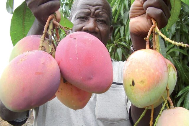 ugandan mangoes