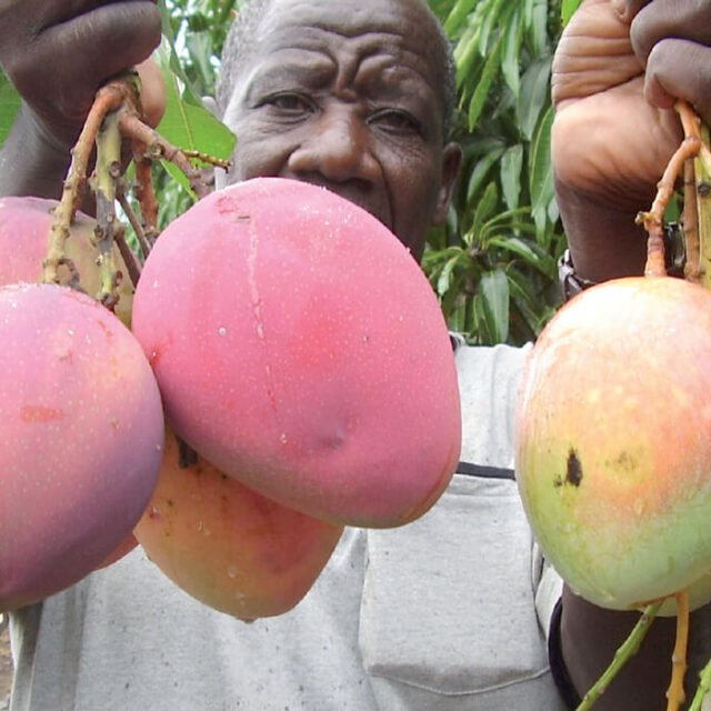 Uganda tropical fruits Uganda tropical fruits