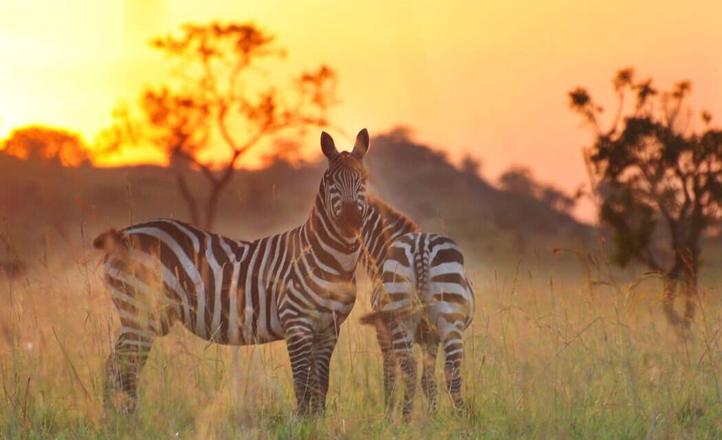 Honeymoon Safari On a Budget. 9 Money Saving Insights