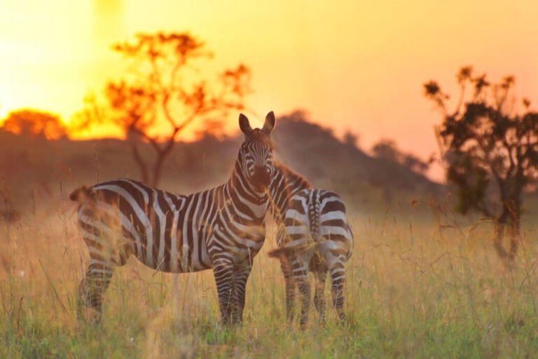 African Safaris In Uganda & Rwanda | Exclusive African Safaris