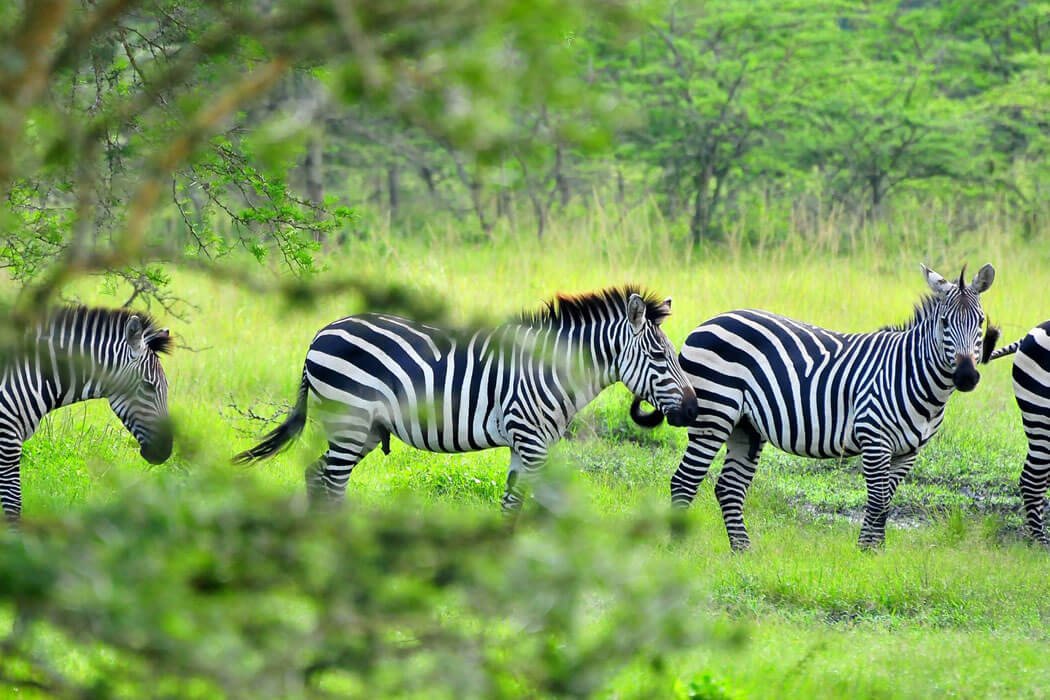 zebras of mburo