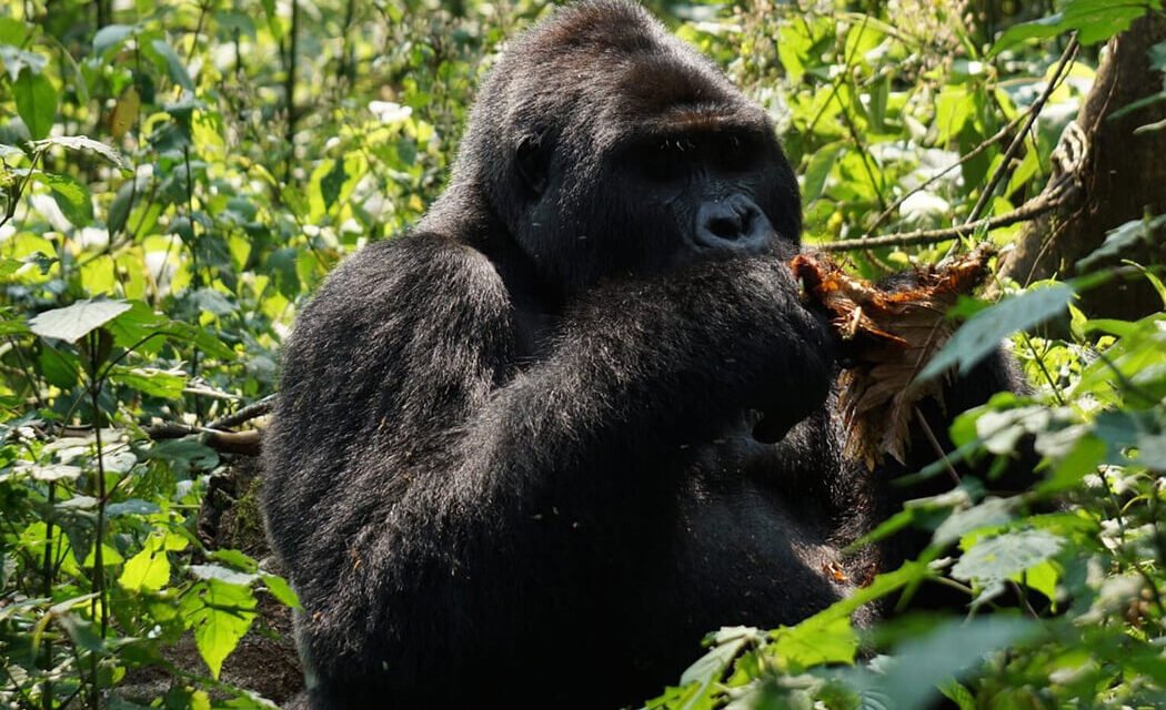 10 Days Uganda Safari.