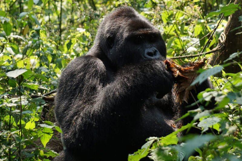 10 Days Uganda Safari.