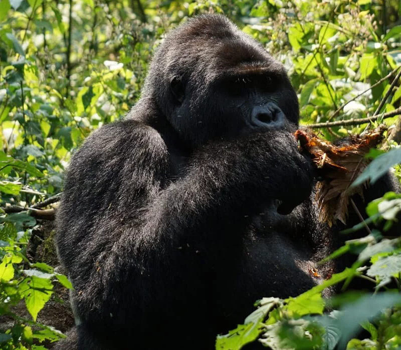 10 Days Uganda Safari.