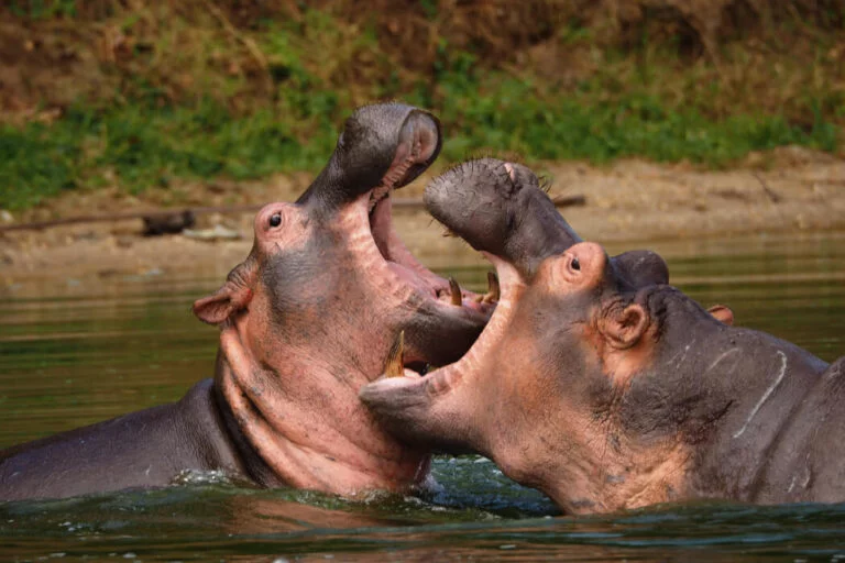 fighting-hippos